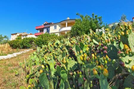 Villa Lucija プーラ エクステリア 写真